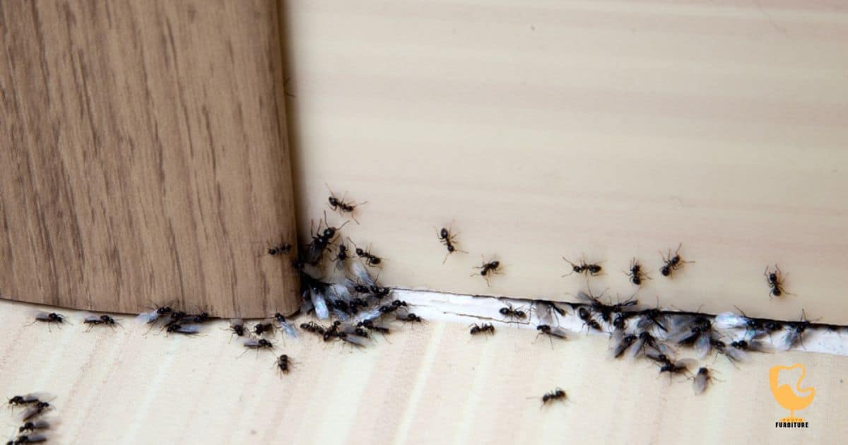 How to Get Ants Out of Your Sofa?